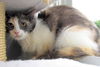 Creme Brulee aka Abbie
