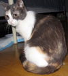 Creme Brulee aka Abbie