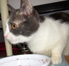 Creme Brulee aka Abbie