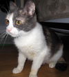 Creme Brulee aka Abbie