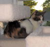 Creme Brulee aka Abbie