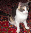 Creme Brulee aka Abbie