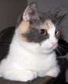 Creme Brulee aka Abbie