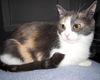Creme Brulee aka Abbie