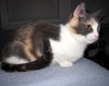 Creme Brulee aka Abbie
