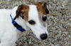 Jack Russell