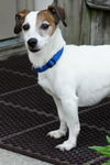 Jack Russell