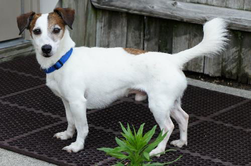 Jack Russell