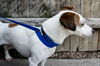 Jack Russell