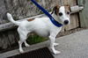 Jack Russell