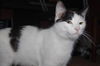 Marieke