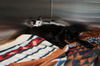 Marieke