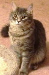 Addison