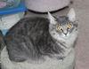 Addison