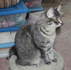 Addison