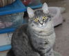 Addison