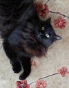 Janie