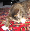 Figue (Figbert)