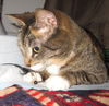 Figue (Figbert)