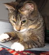 Figue (Figbert)