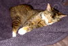 Figue (Figbert)