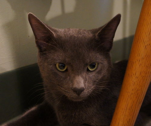 Bagheera