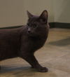 Bagheera