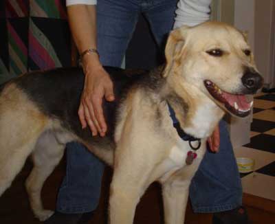 Bailey (dog)