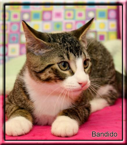 Bandido