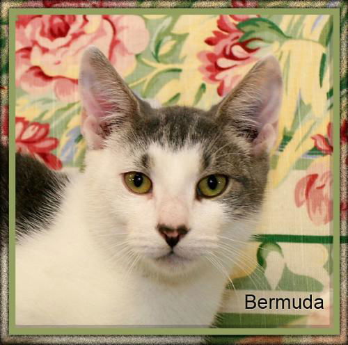 Bermuda