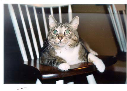 Bobbi