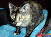 Chloe
