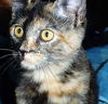Chloe
