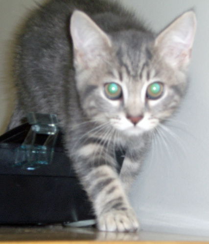 DJ