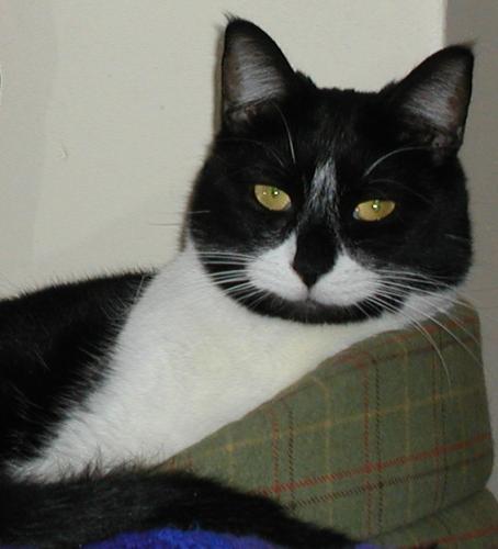 Domino