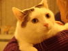 Duchess