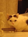 Duchess