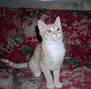 Genevieve