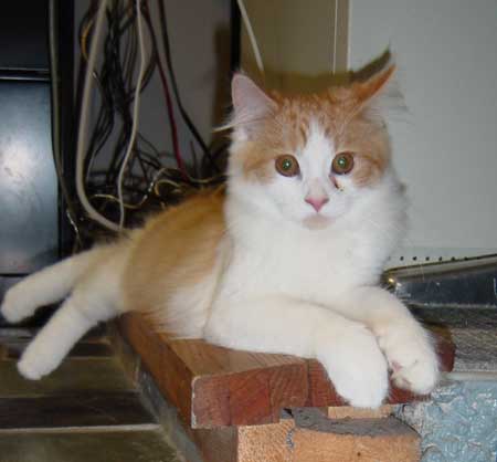 George