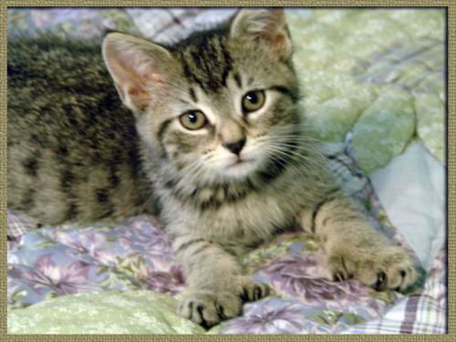 Georgette