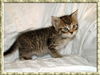 Georgette