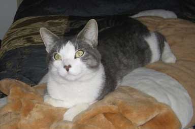 Hector