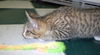 Iffat