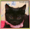 Indigo