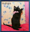 Indigo