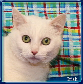 Irish