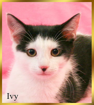 Ivy