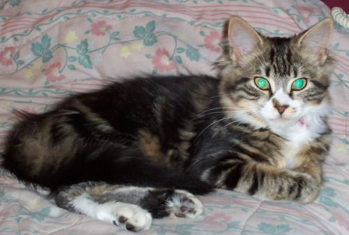 Jasmine