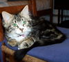 Jasmine