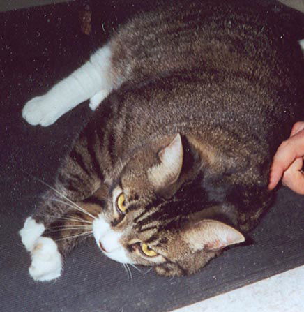 Jasper